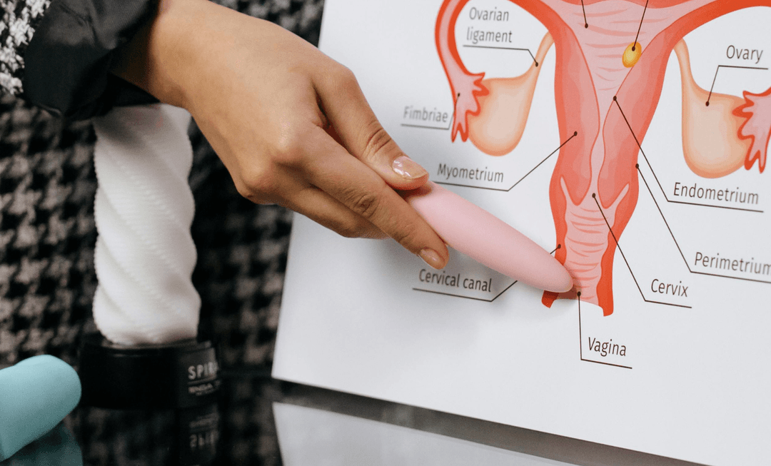 Medical professional using an anatomical diagram of the female reproductive system to explain ovarian cancer and its medico-legal relevance.