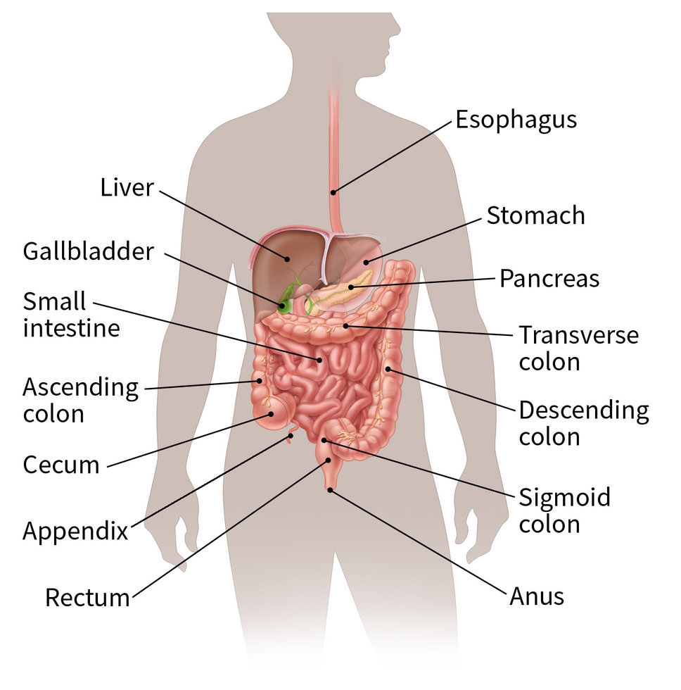 Digestive System - Detailed